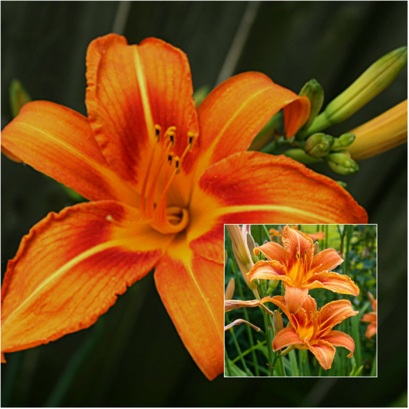 daylily